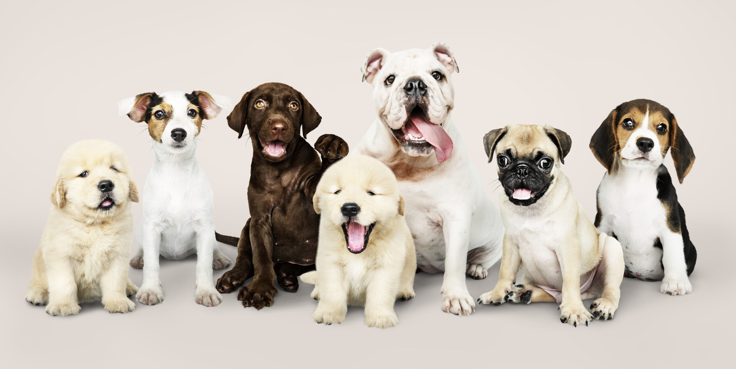 Best Dog Training Centre in Delhi, Gurgaon, Noida & NCR