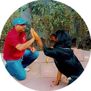 dog training Services