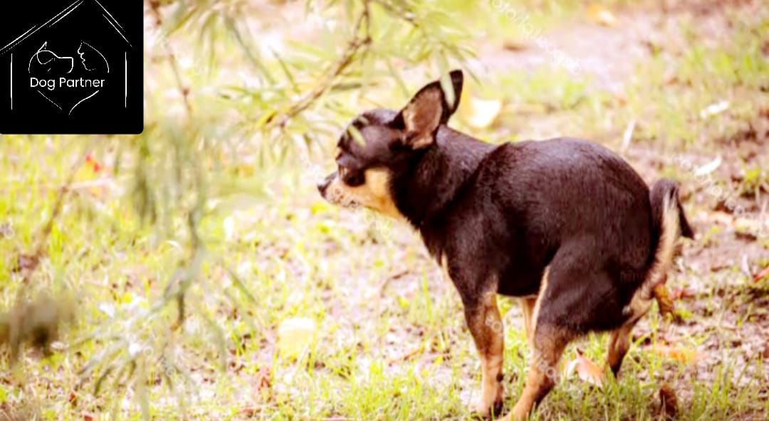 Dog Pee Poop Toilet Training