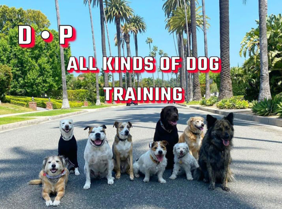 All Kinds Of Dog Training