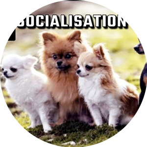 Dog Socialise Training